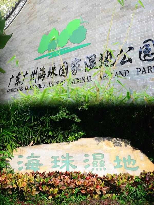 紫荆树价格表10一40公分的_紫荆树多少钱一株
