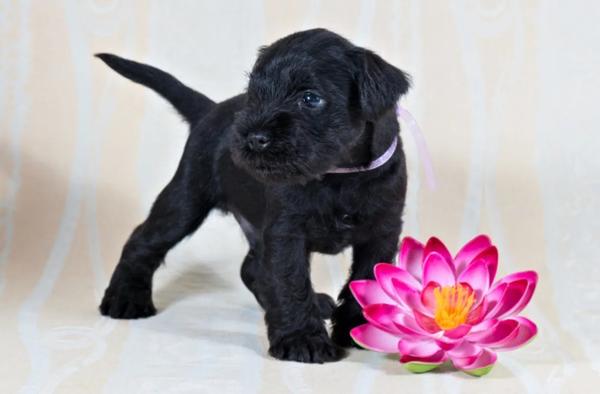 巧舌如簧口吐莲花什么意思（巧舌如簧 舌灿莲花）