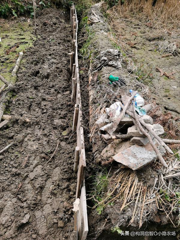 稻田养鱼一亩能养多少鱼（稻田养鱼一亩能养多少鱼-养什么鱼最合适-）