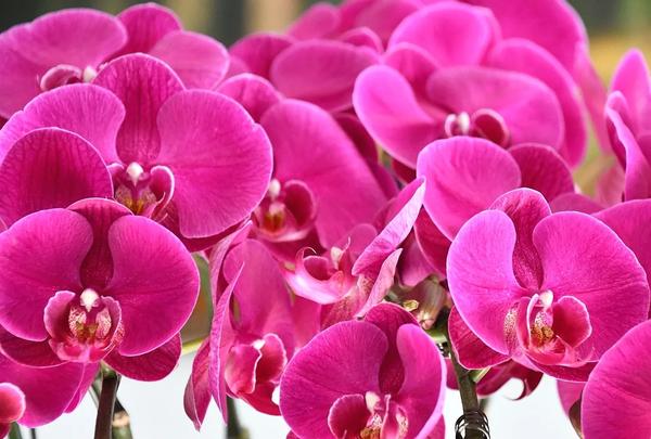 蒸馒头的4大忌（蒸馒头的4大忌有哪些）