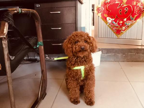 此鸡不可失 熹妃传手游萌宠喔喔档案登陆