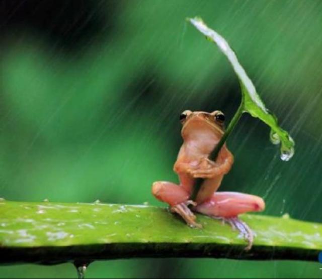 在农村，除了蚂蚁搬家，这些动物的行为也暗示着要下雨了！