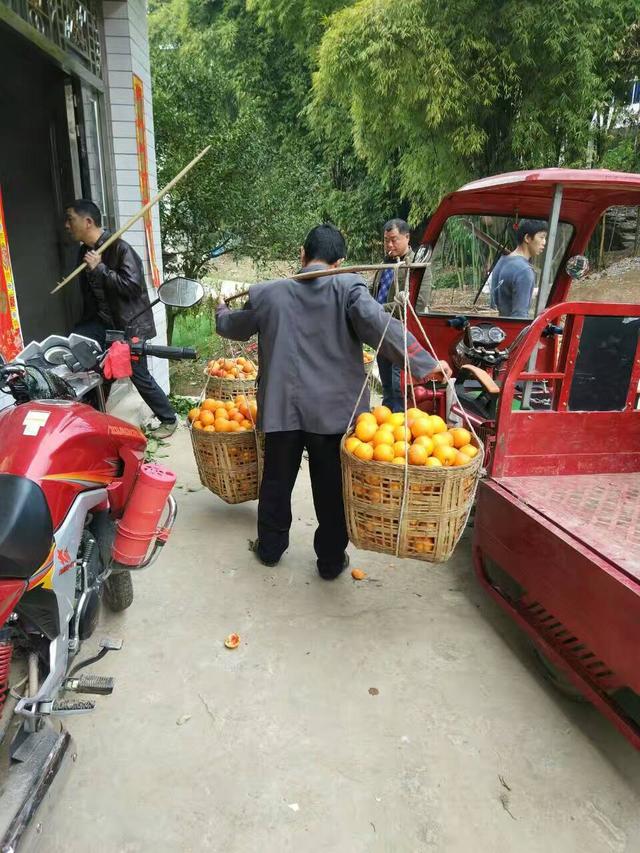 重庆大山里血橙收货的季节，六七十岁的老人挑100多斤健步如飞
