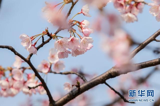 春天来了 上海市花白玉兰进入最佳观赏期