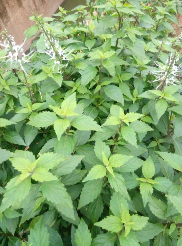 这两种是什么草药？