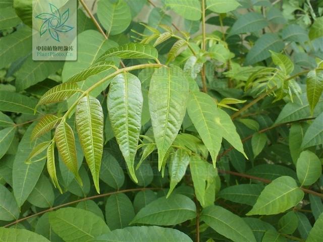 香椿树叶