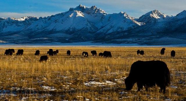 吃貨寶典丨世界三大高寒動物之一的牦牛肉，該怎么吃
