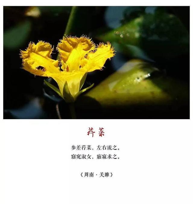 柔荑是什么意思(柔荑是哪个部位)