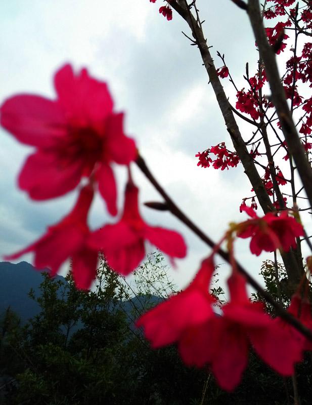 春暖花开，美女邀您来松香苑有机园品好茶、赏美景
