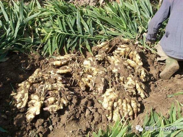 种植这些农作物，一亩地能挣1万块钱！