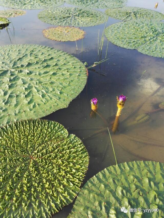 种植这些农作物，一亩地能挣1万块钱！