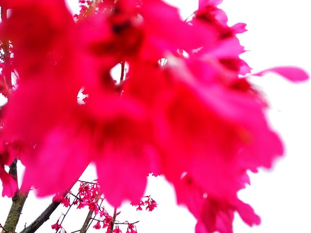 春暖花开，美女邀您来松香苑有机园品好茶、赏美景