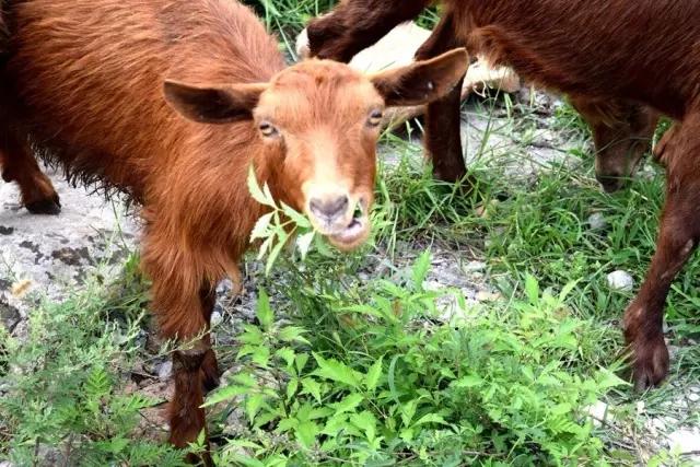 躁起来！我的家乡岱崮地貌美食啤酒节7月15日激