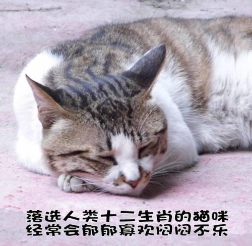 猫为什么要吃老鼠？答案竟然是这样的！