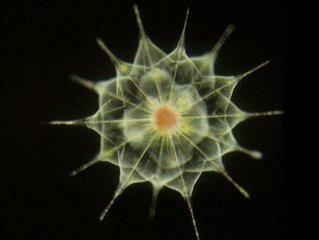 微生物：海洋中数量最多的生物