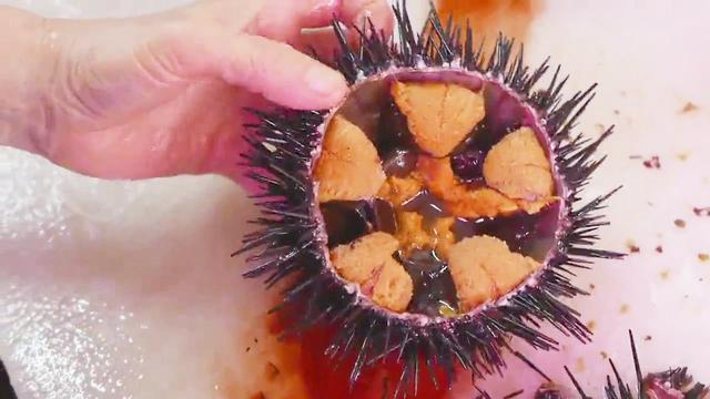 视频 好吃的日本马粪海胆 去刺剥壳处理真复杂 打开瞬间真想咬一口 海胆剥开正确方法图解 www chongwu56 com
