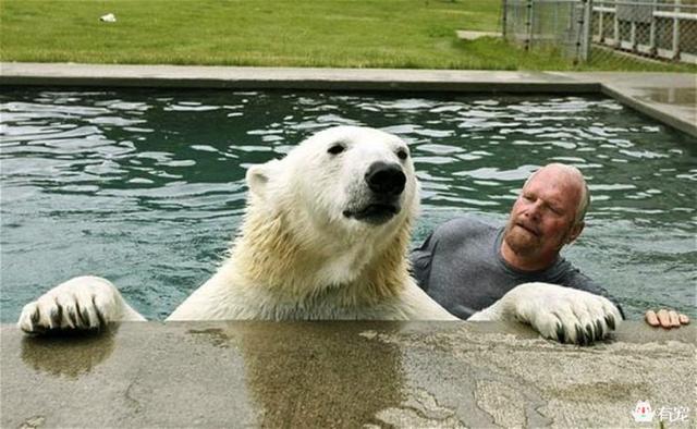 这是世界上唯一敢跟北极熊这么玩的人？大叔你可真会玩！