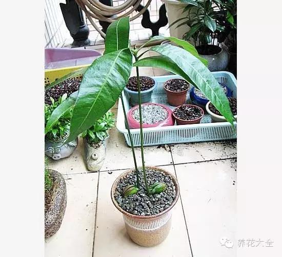 怎么用芒果核种芒果盆栽？