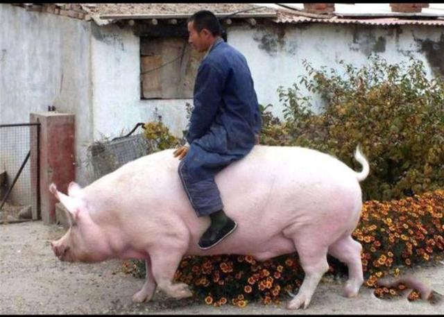 如果一直养，猪到底可以长到多大？