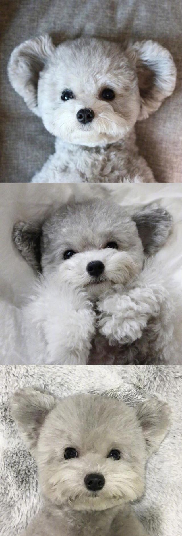 大耳朵灰色小泰迪