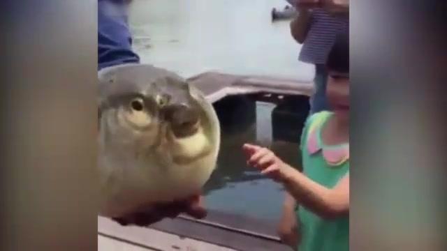 会生气的河豚
