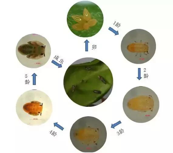 湖南柑橘種植新手藝_下半年湖南能夠種什么生果