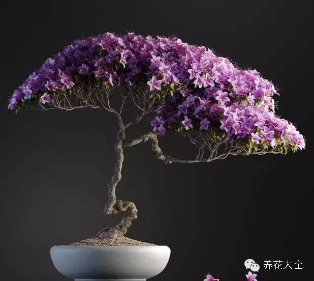 儿童小植物盆栽图片大全图片大全图片大全集,家装客厅用仿真绿植墙作装饰?