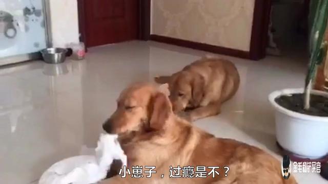 金毛幼犬
