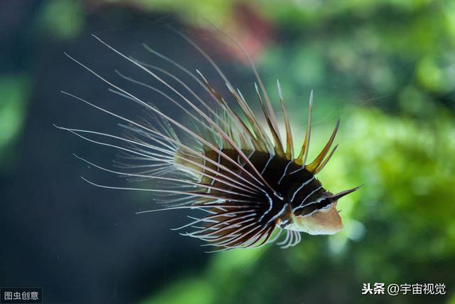 水里10中危险生物