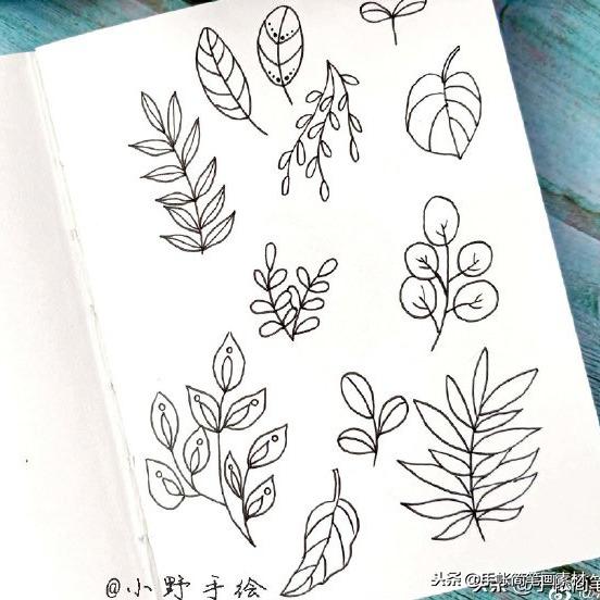 植物简笔画