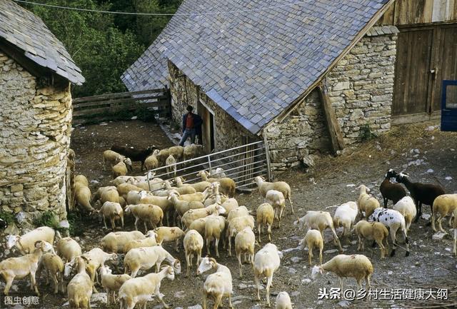 农村四万元来养羊，能赚钱吗？听十年养殖户分析，简单明了，秒懂
