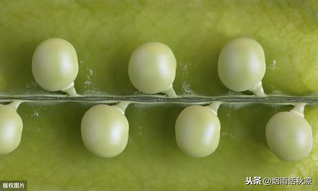 豌豆怎么吃？教你三种豌豆的常见做法