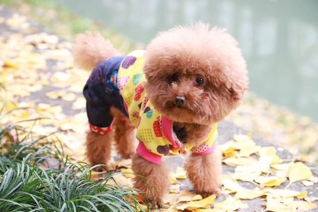 æ³°è¿ªç¬âä¸è½åâç7ç§è¬æï¼å«éä¾¿ä¹±åï¼æä¼¤åå¾å¤§