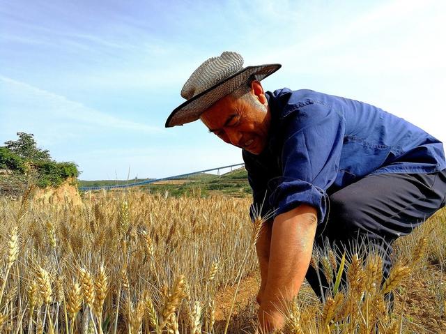 麦客的时代已经结束，农业快速发展的如今，中美农业差距逐渐缩小