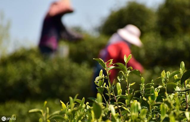 茶叶什么时候采摘最合适？采摘后如何管理茶园，才能增产增收？