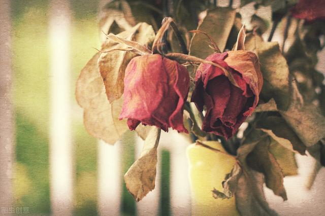 枯萎的玫瑰花代表什么