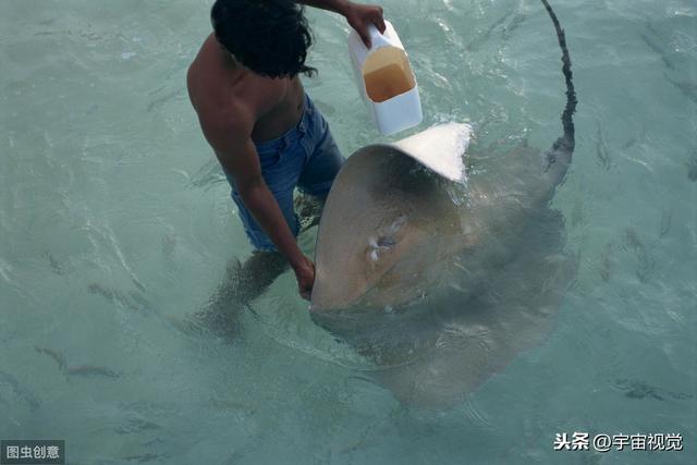 水里10中危险生物