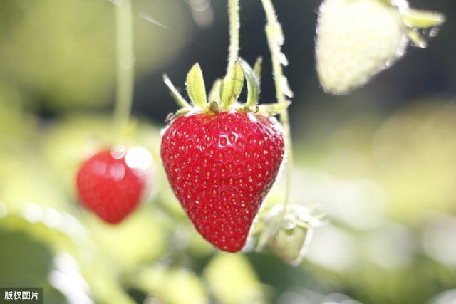 买草莓是颜色越红越好吗？老果农透露，看这4个地方：一挑一个准
