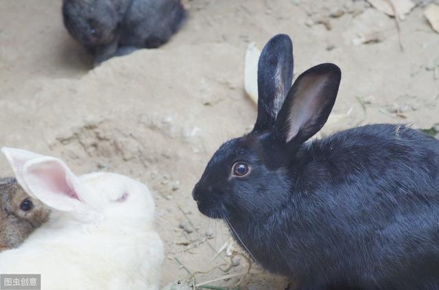 小白兔的眼睛为什么是红色的？小灰兔眼睛是灰色的？
