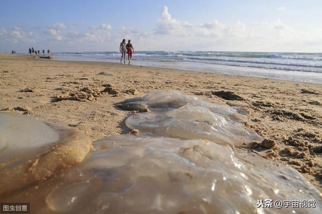 水里10中危险生物