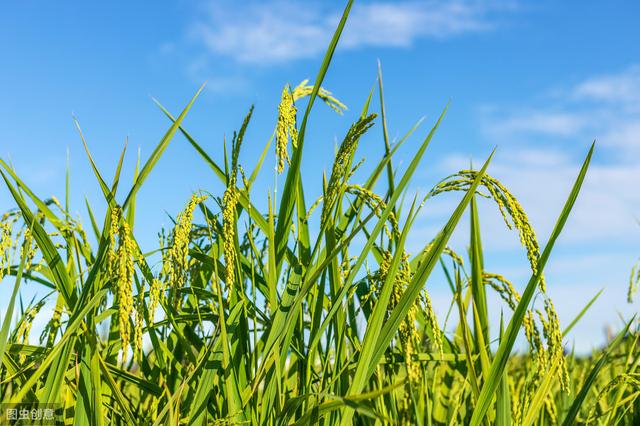 我国主要粮食之一的水稻，你知道正确的种植方法吗？