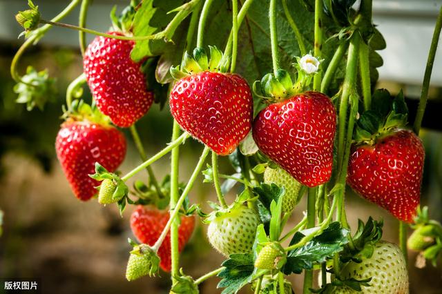 买草莓是颜色越红越好吗？老果农透露，看这4个地方：一挑一个准