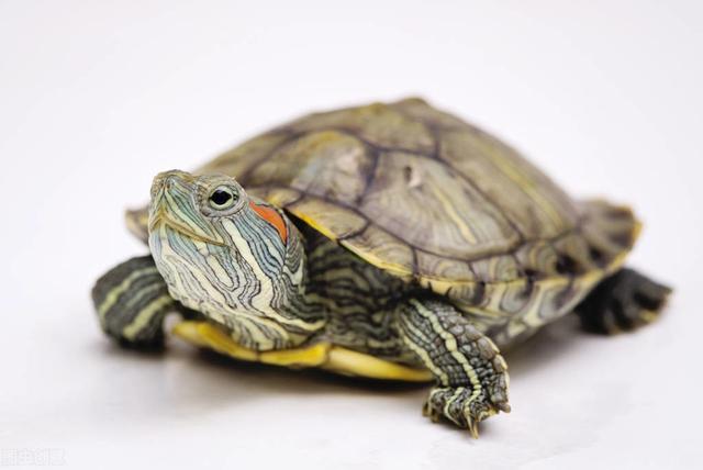 世界最受欢迎的宠物之——巴西红耳龟