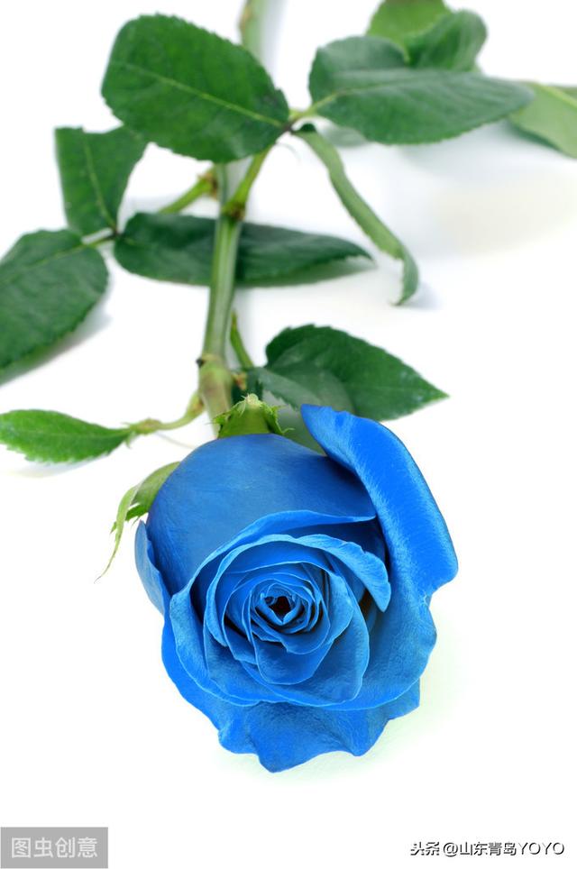 玫瑰花语大全 蓝玫瑰花语 玫瑰花支数不同所代表的含意