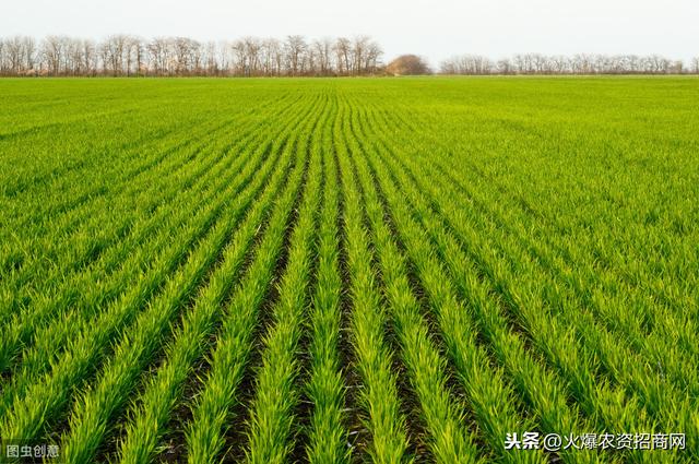 冬小麦什么时候播种(冬小麦和春小麦的区别)