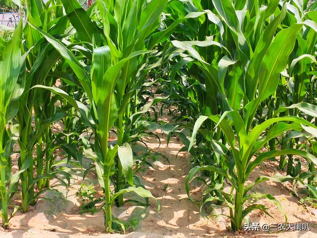 玉米控旺剂，什么时候打？记住这个时间：8到