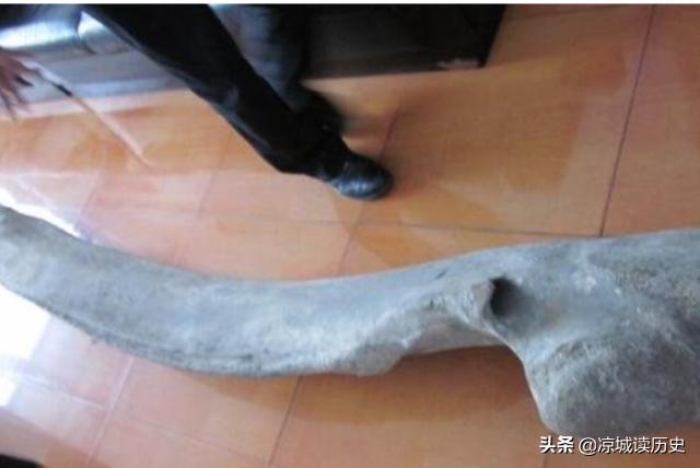月坨岛发现一根巨骨，生物学家通过研讨说：它的主人现在不确认