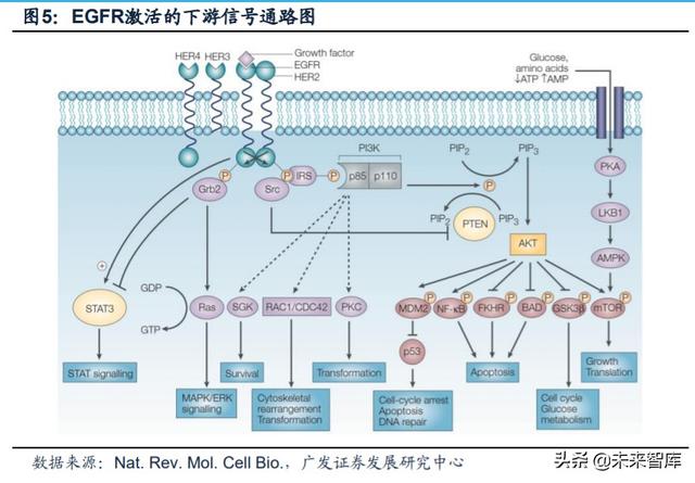 医药行业专题：第三代EGFR-TKI药物，第一大癌症造就百亿市场
