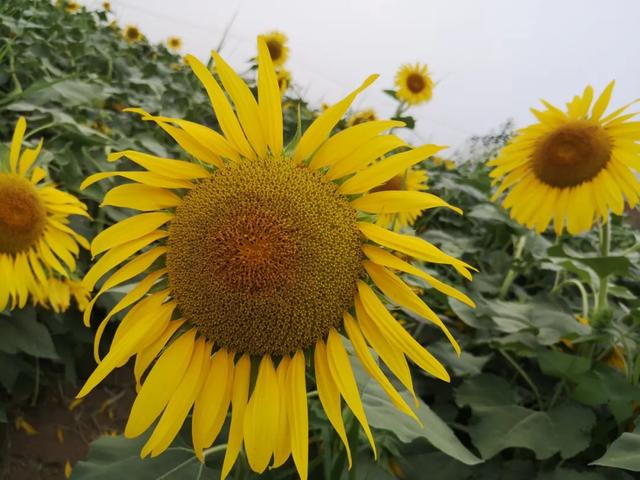 菏澤這個公園有一大片向日葵花田，美翻了…