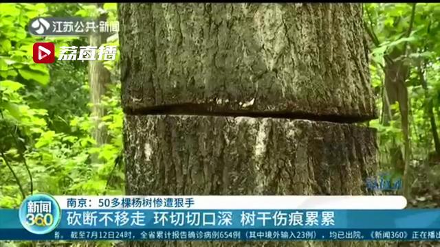 谁这么缺德！南京江北50多棵杨树惨被“黑手”环切：或缺养分供应枯萎而亡